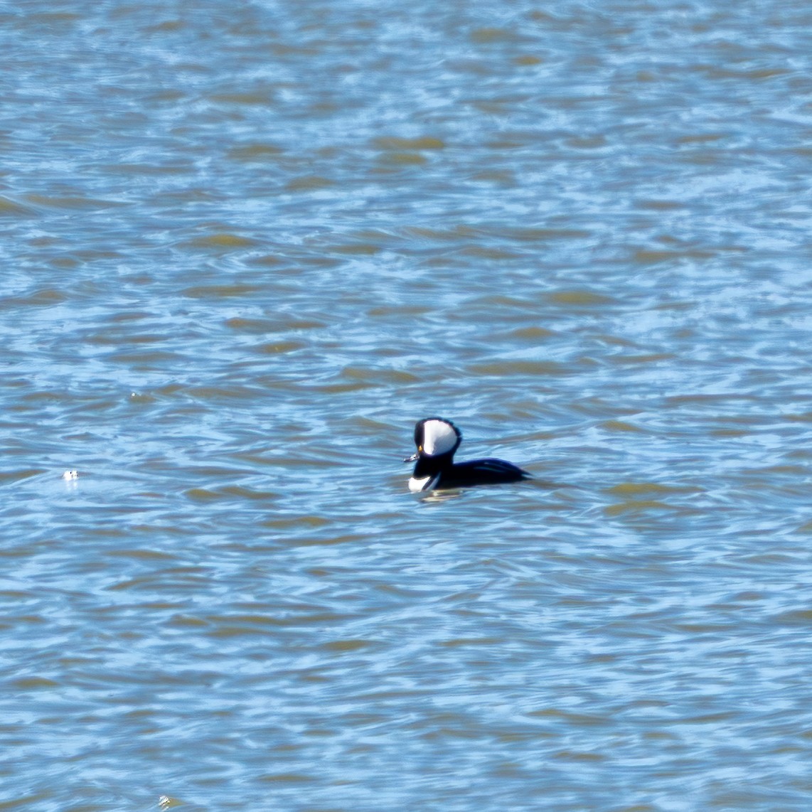 morčák chocholatý - ML644676468