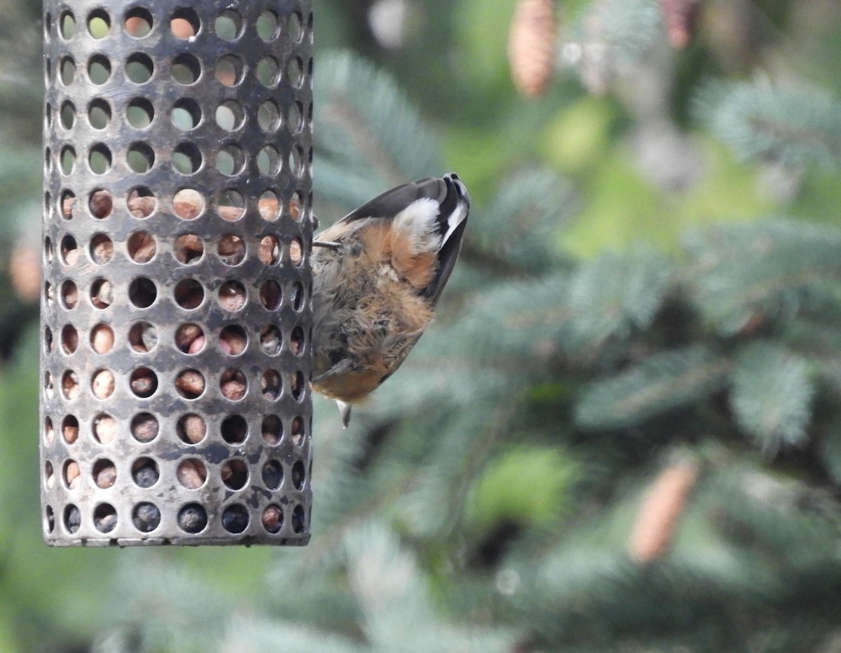 brhlík americký - ML644676470