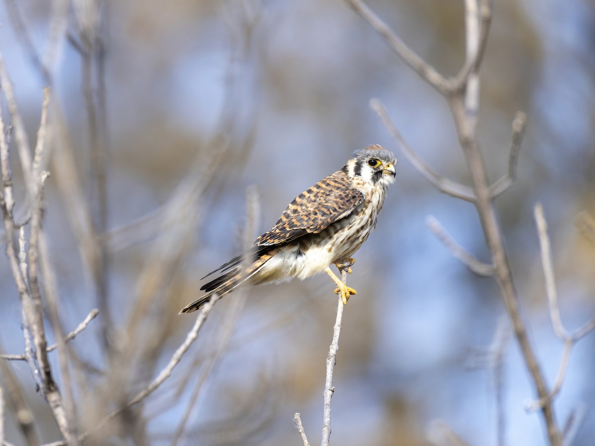 poštolka pestrá - ML644676471