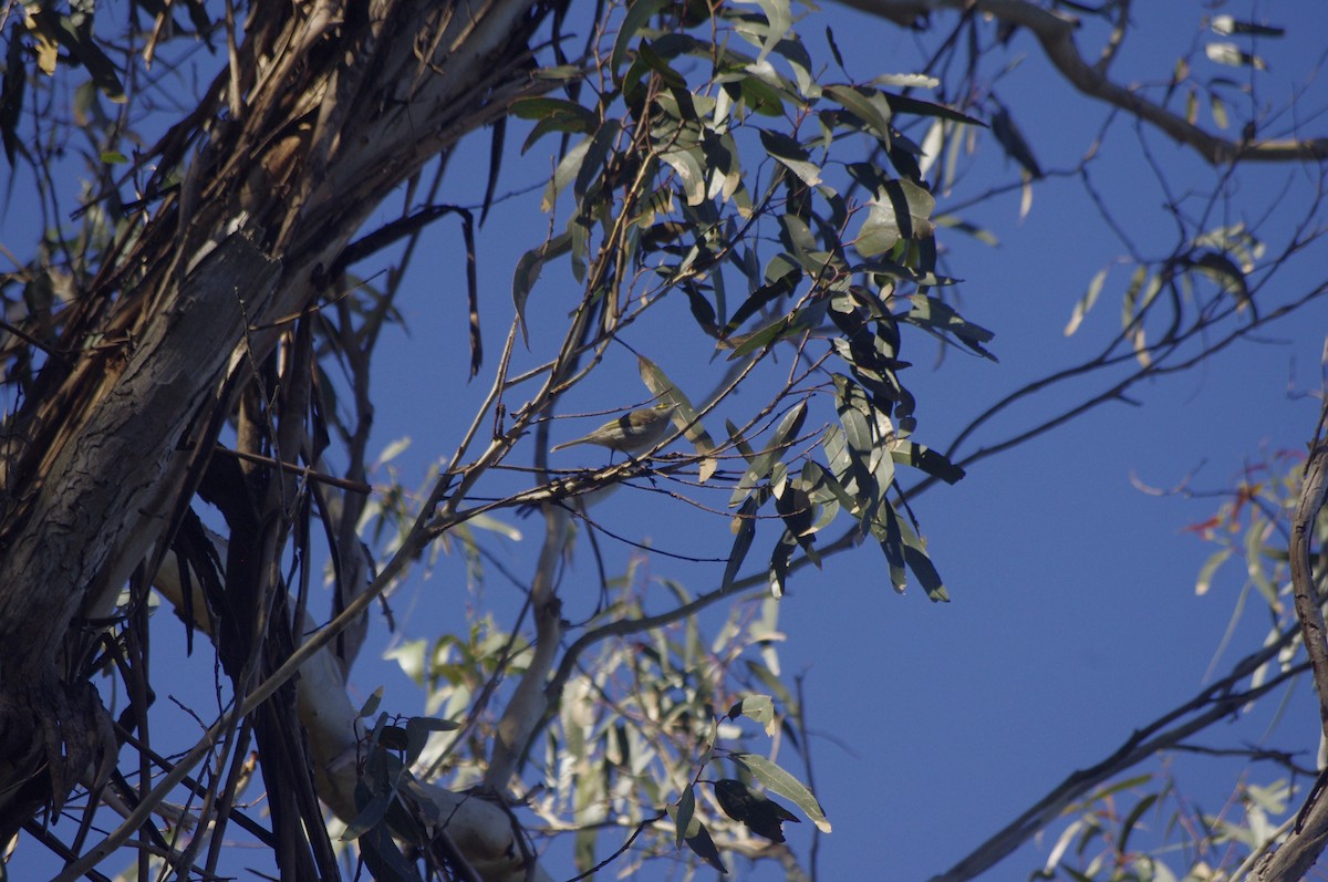 medosavka masková - ML644676472