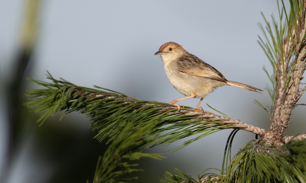 Wailing Cisticola - ML644676473