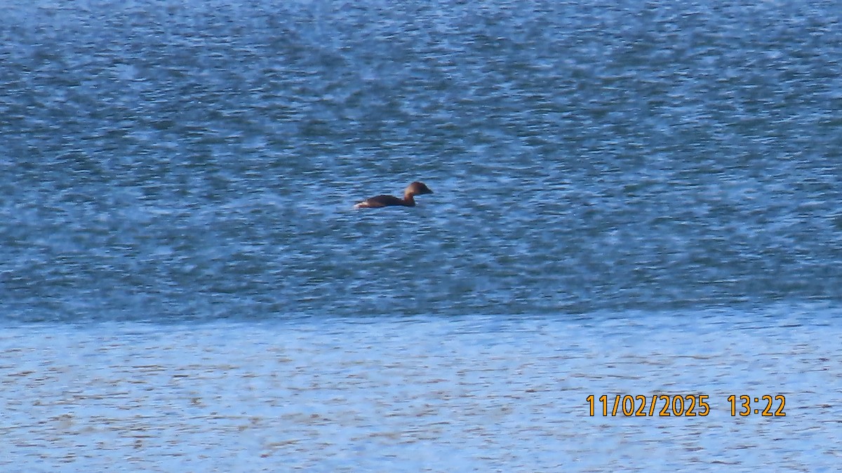 potápka americká - ML644676474