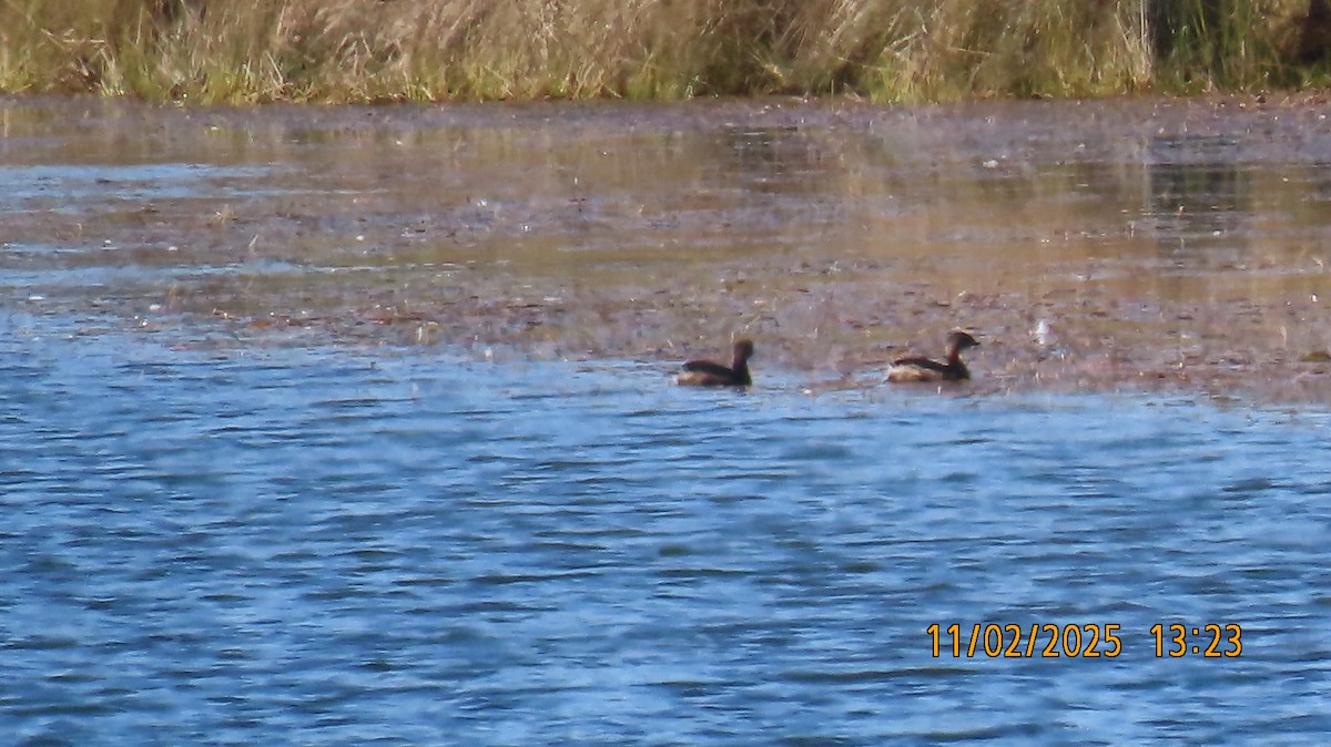 potápka americká - ML644676475