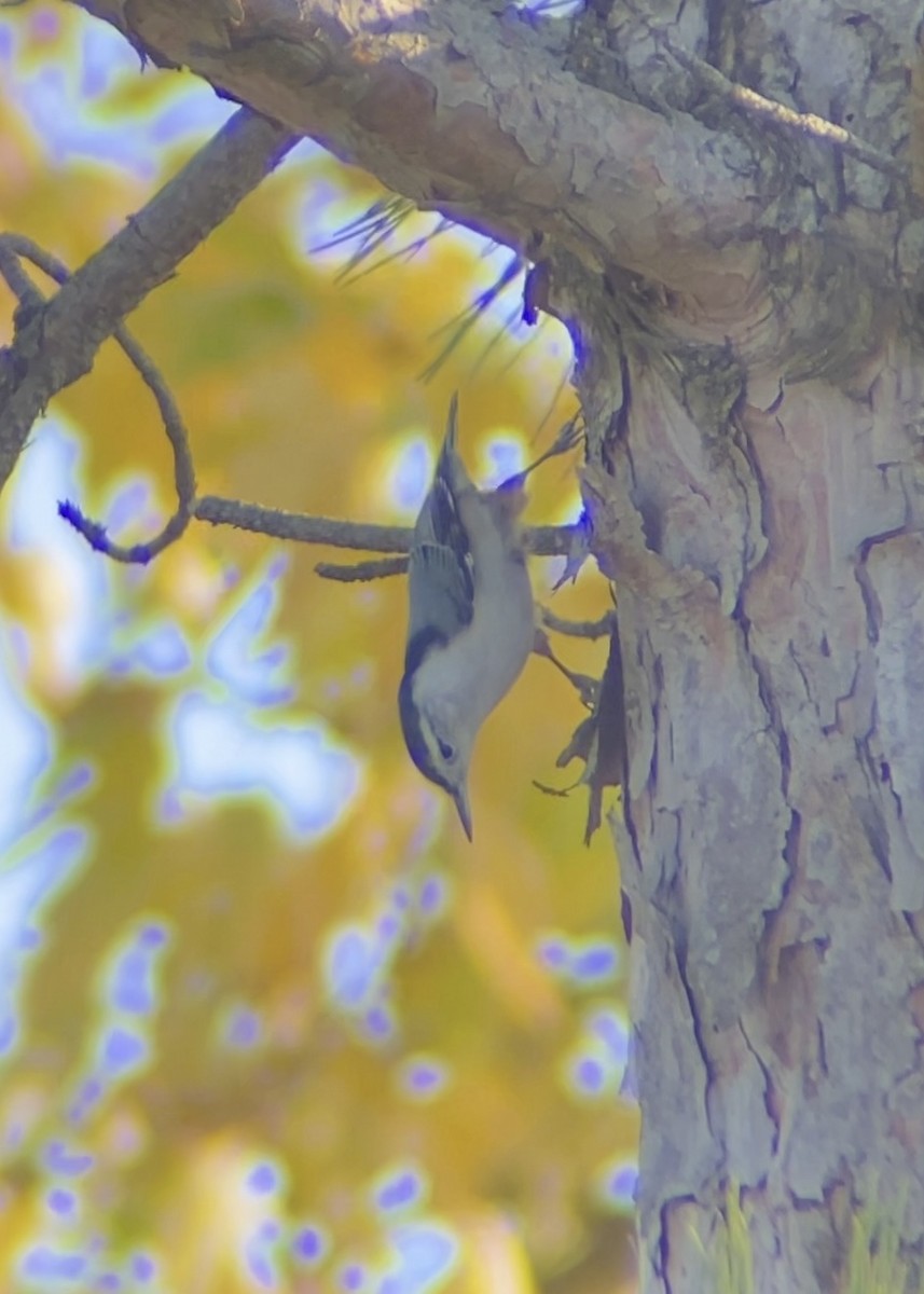 brhlík běloprsý - ML644676476