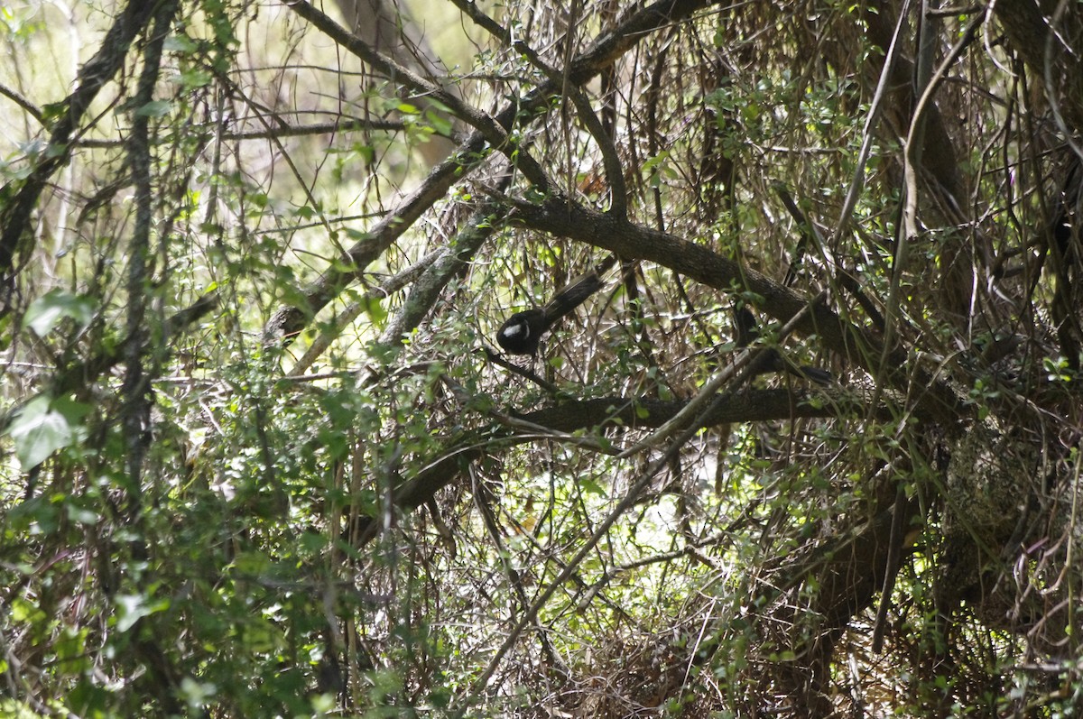 kosovec zvučnohlasý - ML644676479