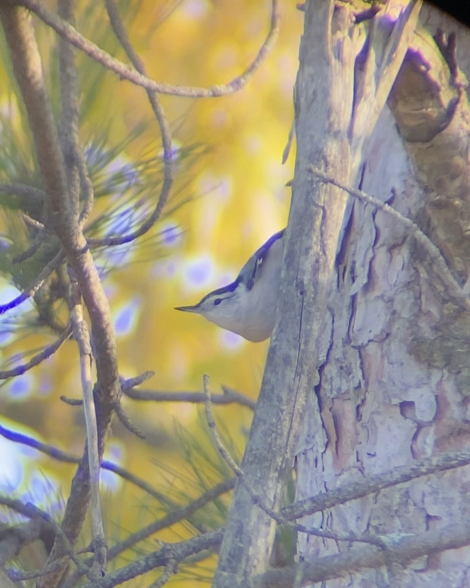 brhlík běloprsý - ML644676481