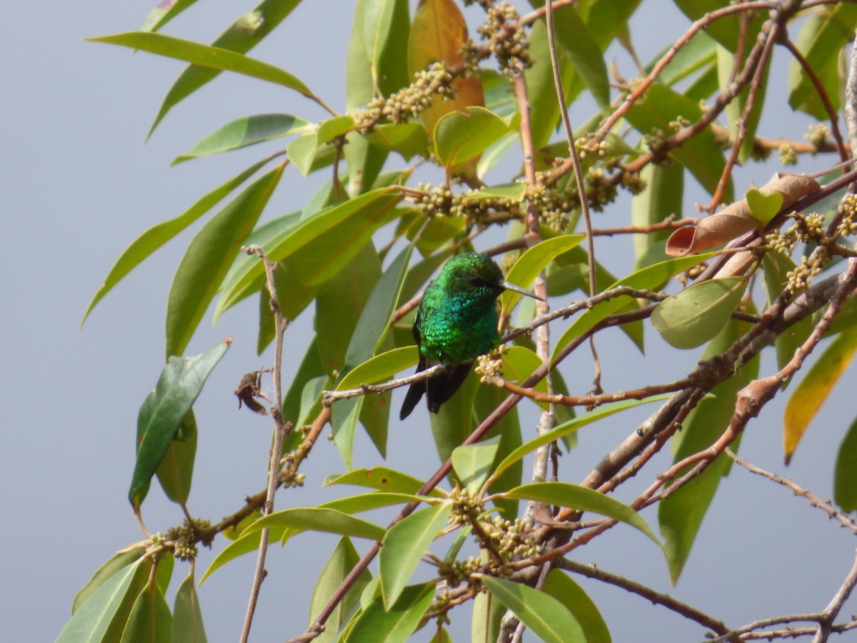 kolibřík Gibsonův - ML644676482