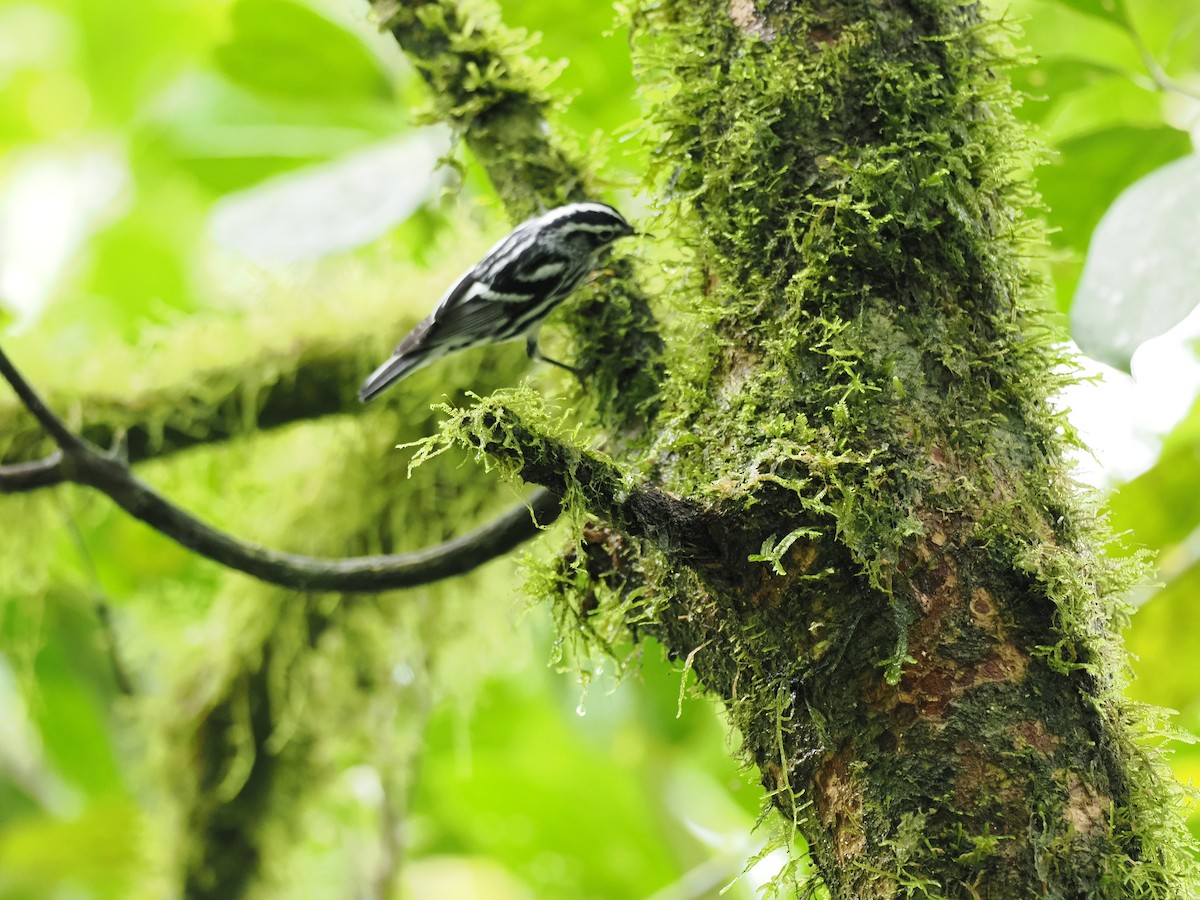 lesňáček zlatokřídlý - ML644676489