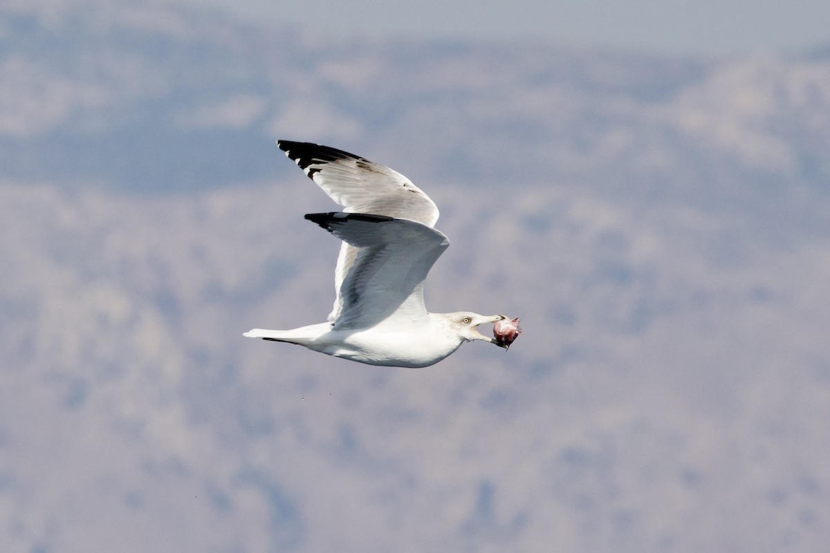 racek středomořský - ML644676490