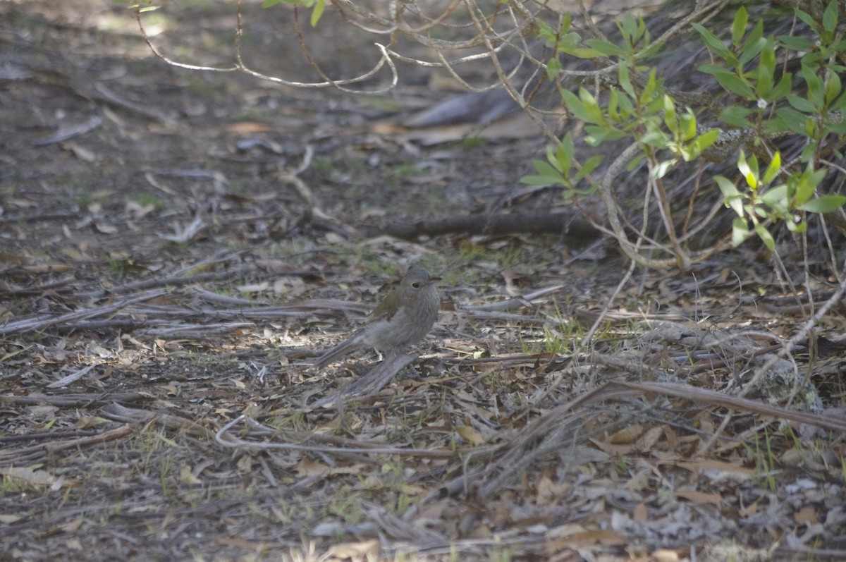 Ядлівчак сірий - ML644676493