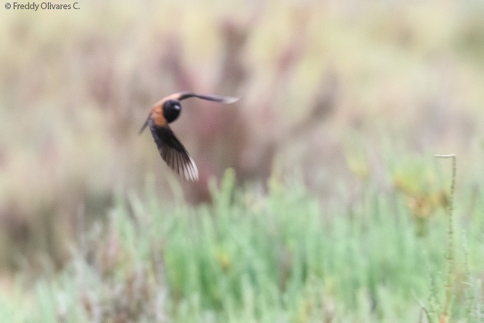 Andean Negrito - ML644676494