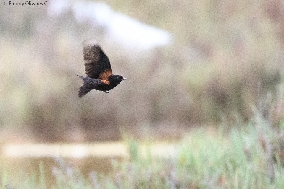 Andean Negrito - ML644676495