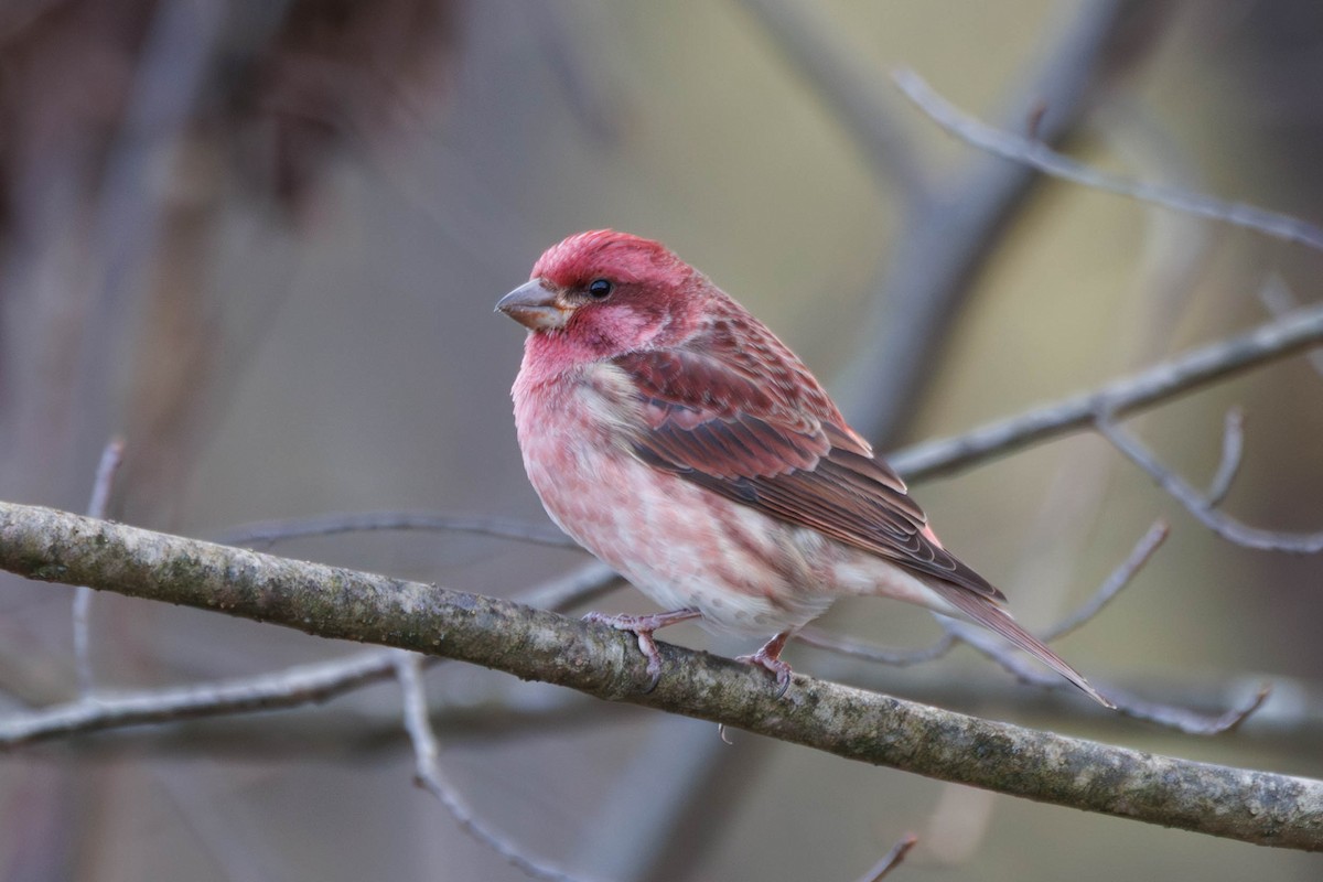 Purpurgimpel - ML644676505