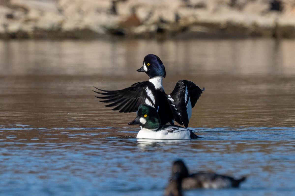 Murgilari islandiarra - ML644676507