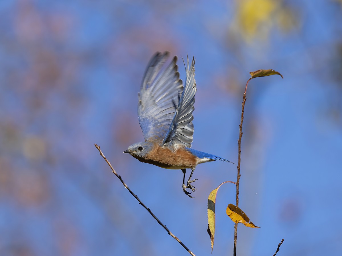 Eastern Bluebird - ML644676509