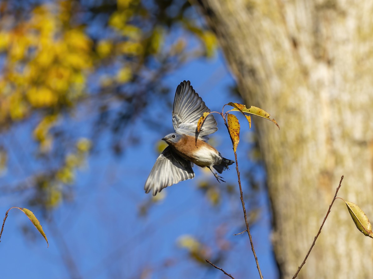 Eastern Bluebird - ML644676510