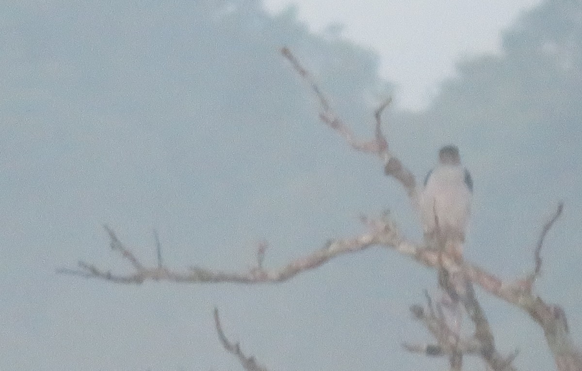 Collared Forest-Falcon - ML644676513