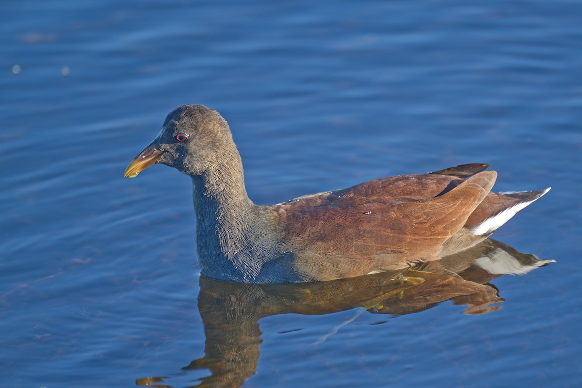 Курочка латиноамериканська - ML644676517