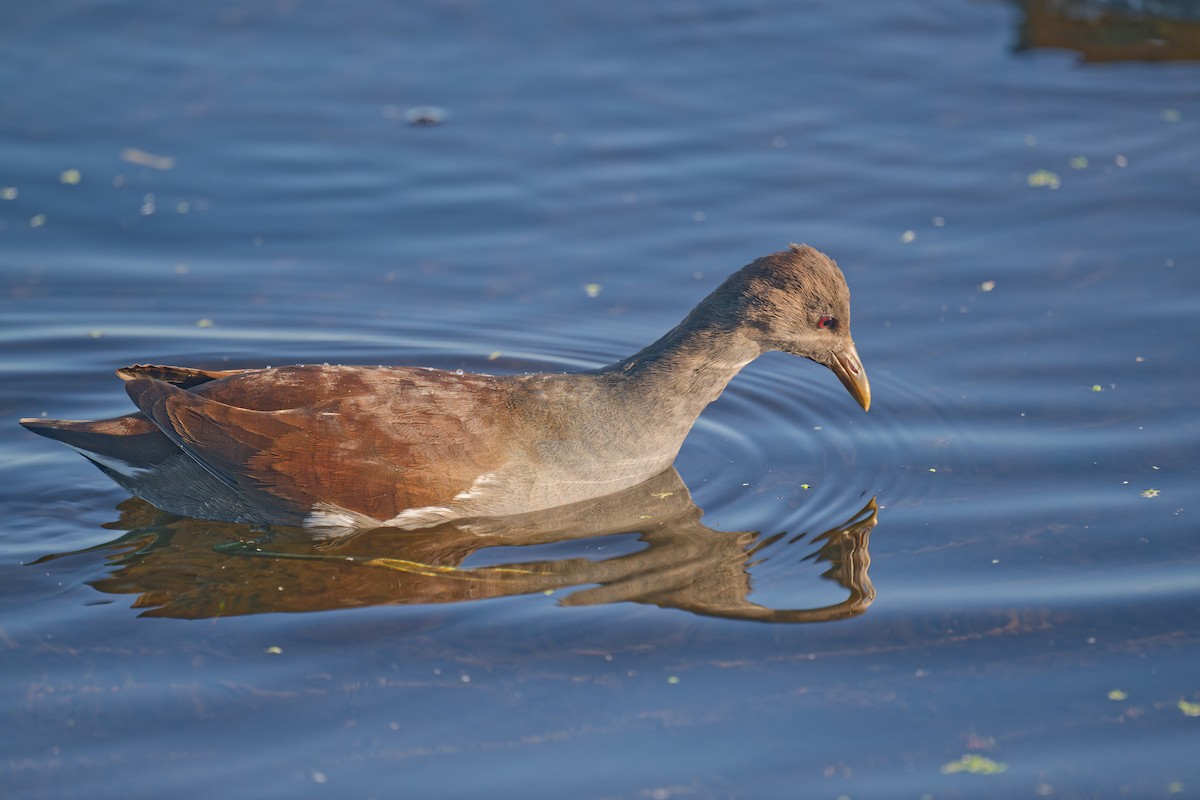 Курочка латиноамериканська - ML644676518