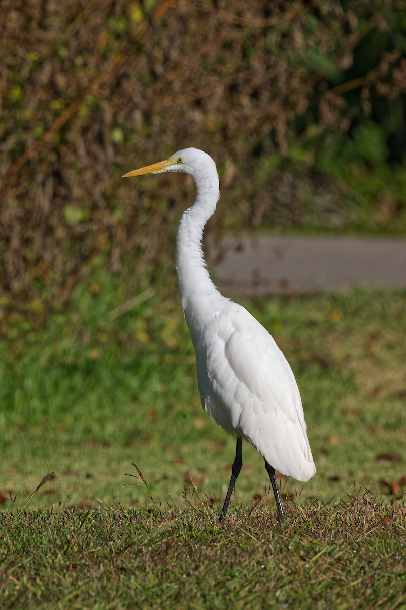 Silberreiher - ML644676529