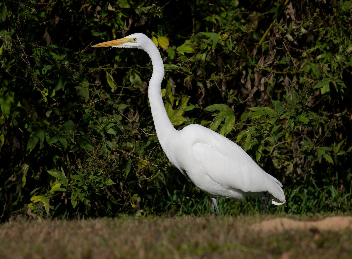 Silberreiher - ML644676530