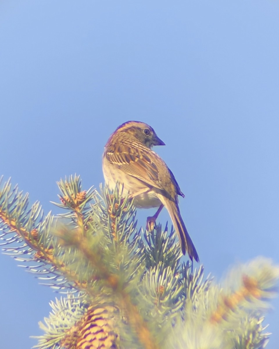 ノドジロシトド - ML644676531