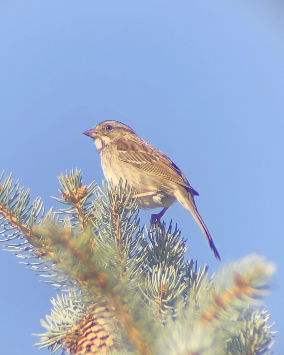 ノドジロシトド - ML644676532