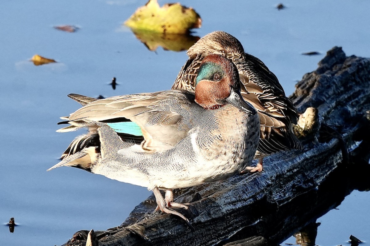 Çamurcun - ML644676534