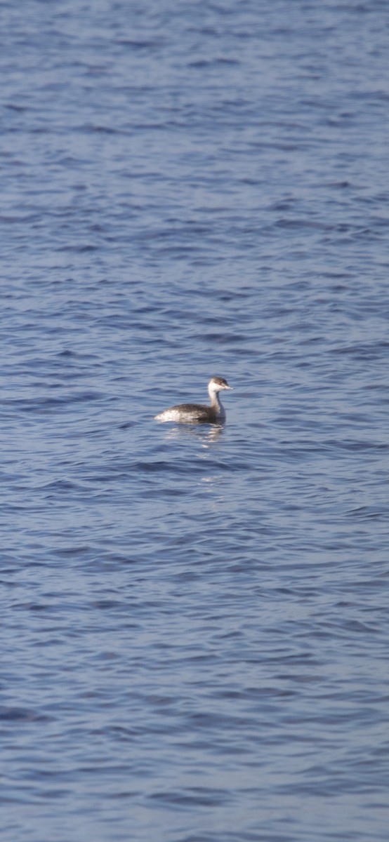 角鸊鷉 - ML644676535