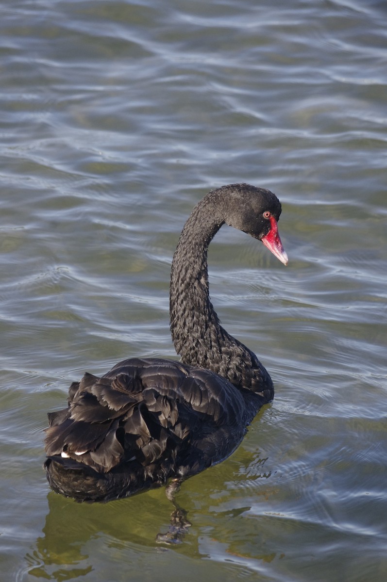 コクチョウ - ML644676544