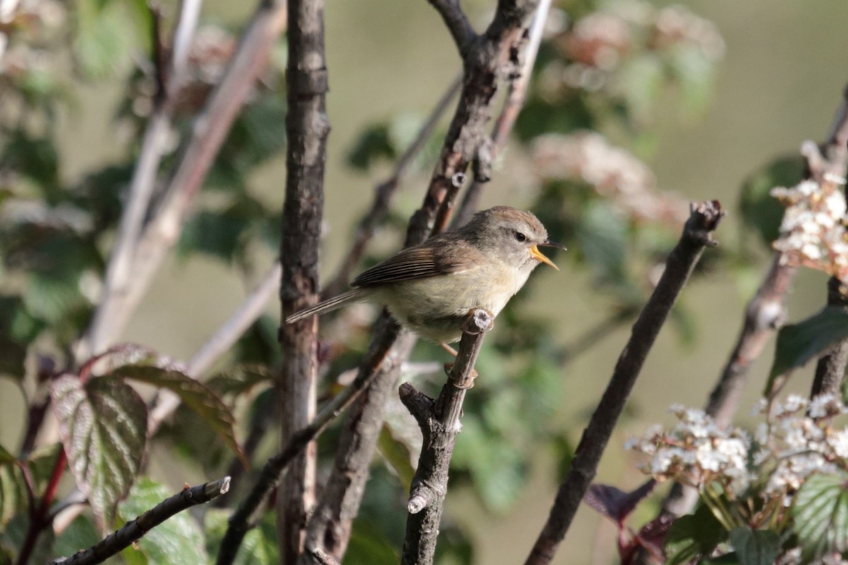 Yellowish-bellied Bush Warbler - ML644676545