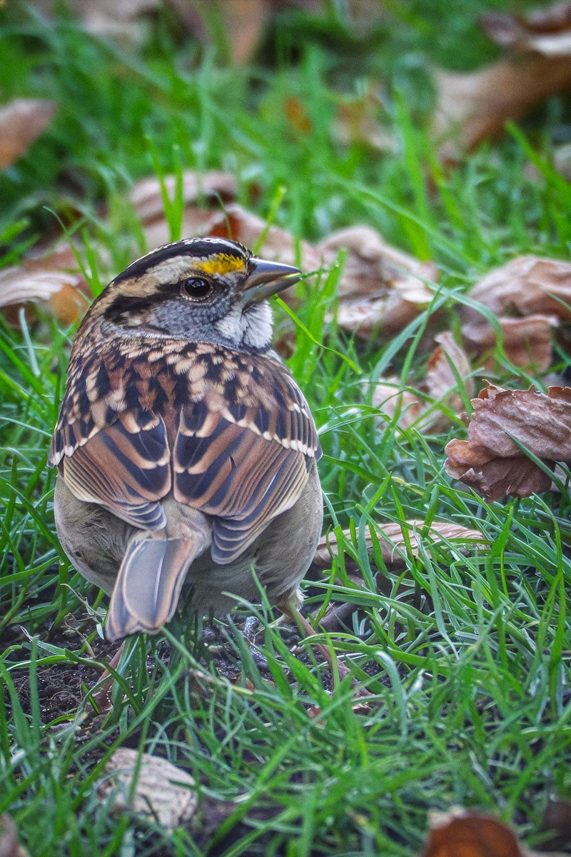 ノドジロシトド - ML644676547