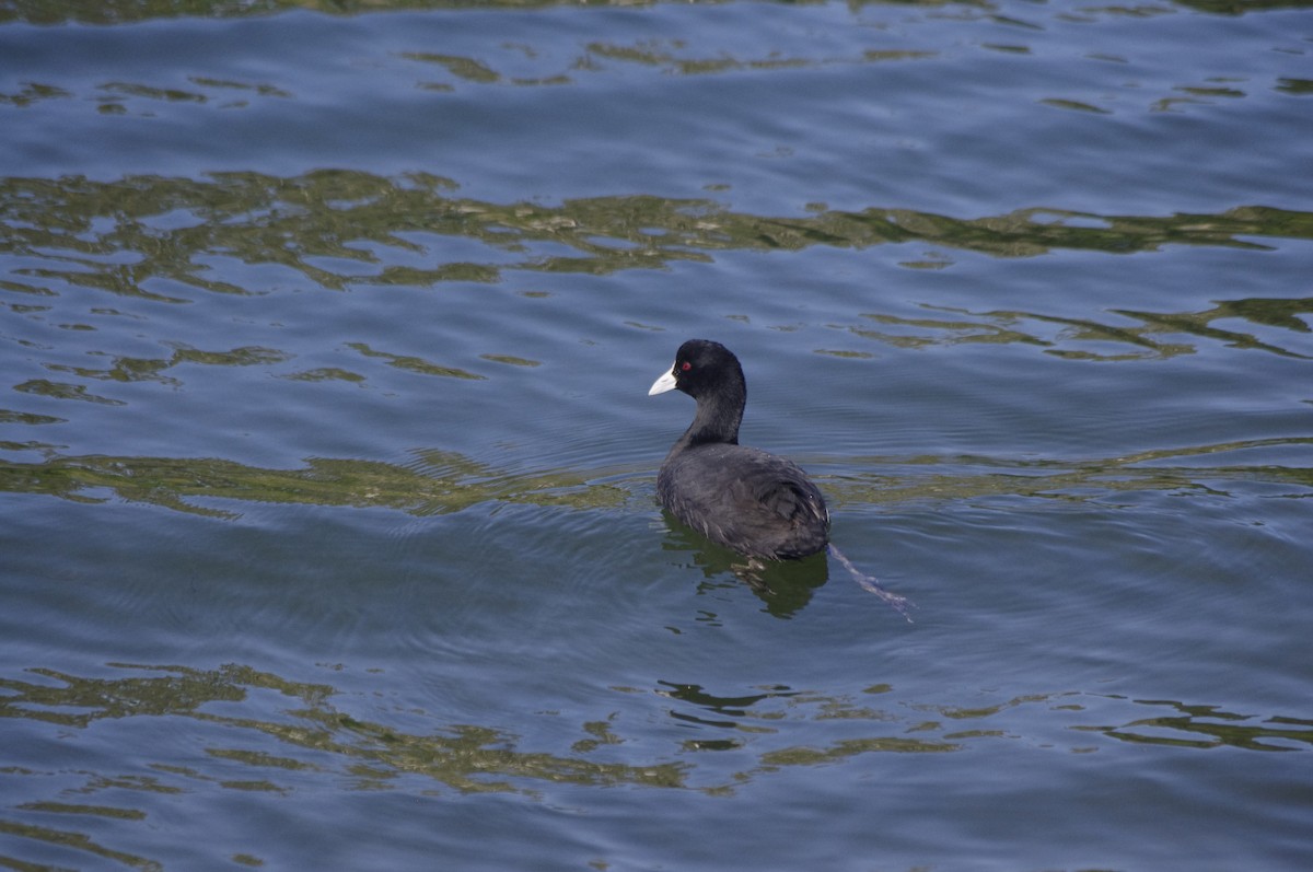 オオバン - ML644676549