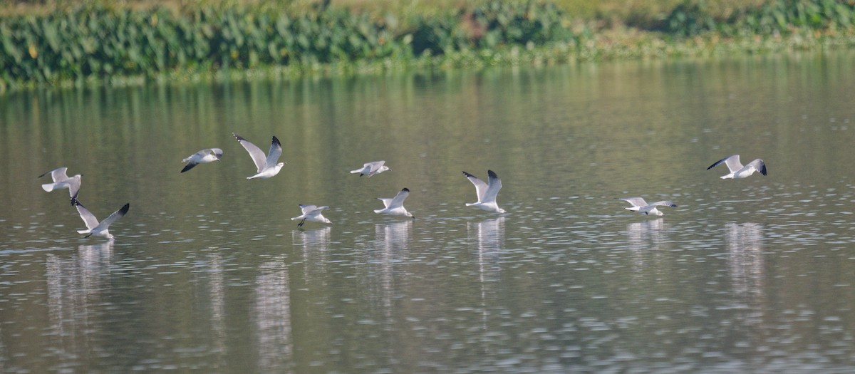 Gabbiano sghignazzante - ML644676552