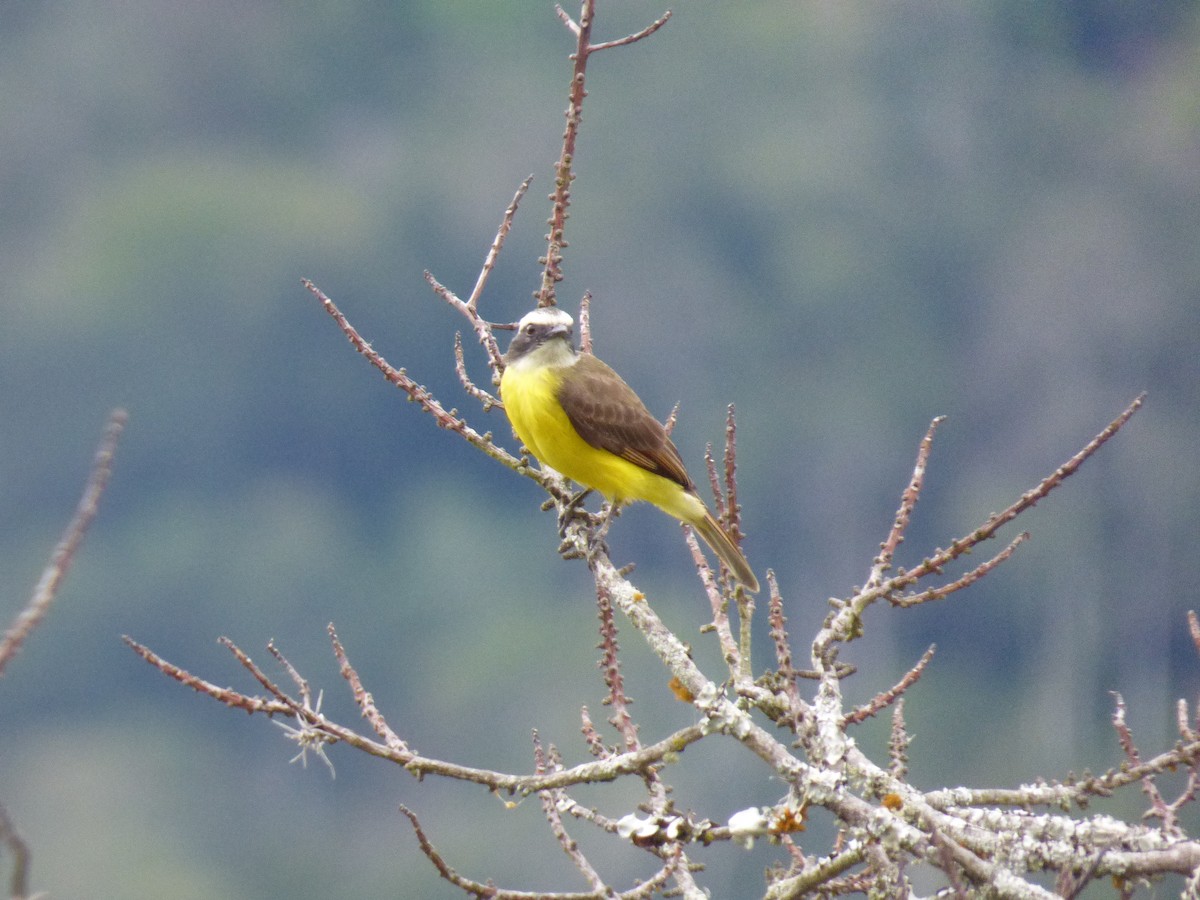 Rusty-margined Flycatcher - ML644676555