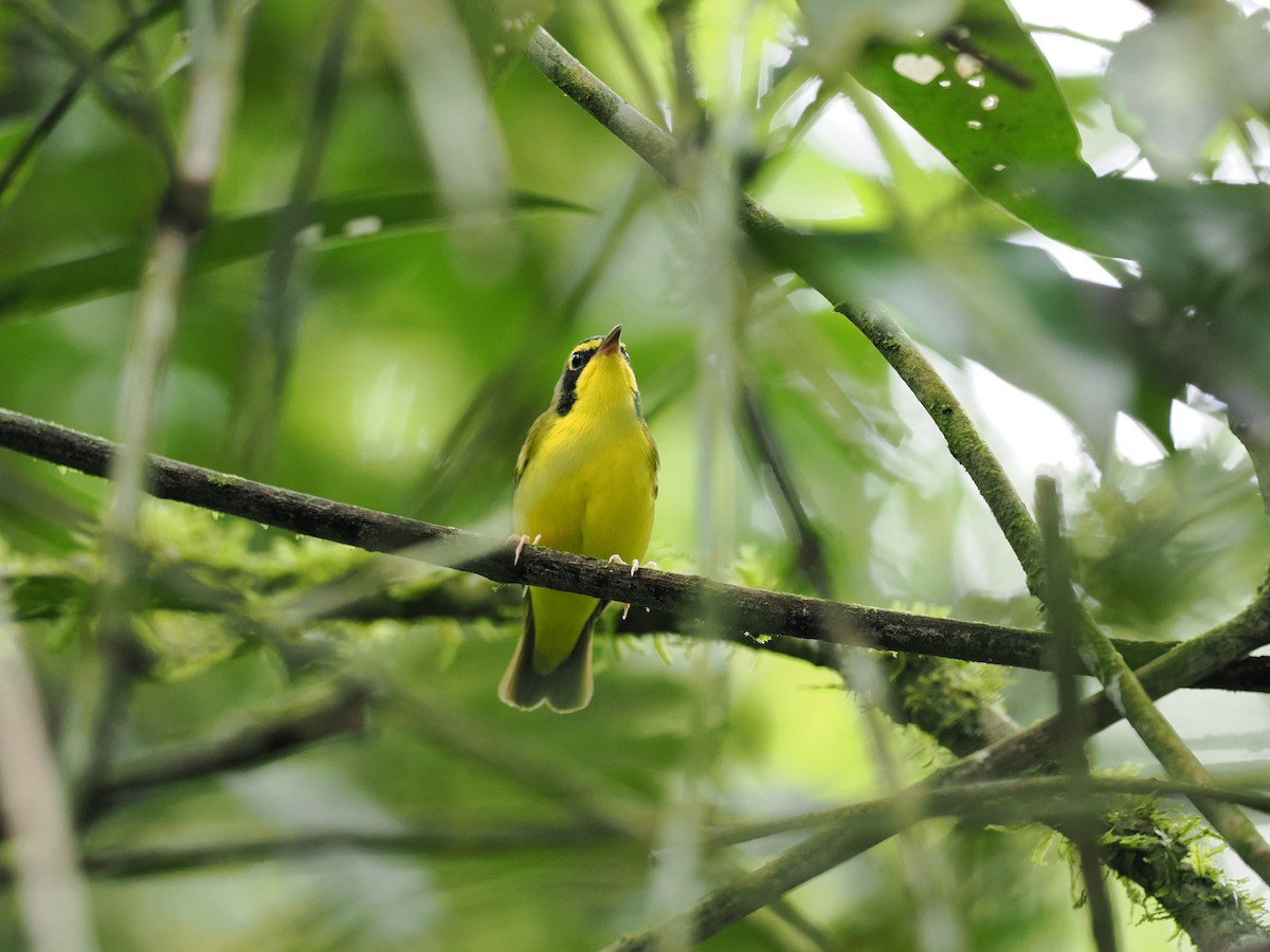 Kentucky Warbler - ML644676564