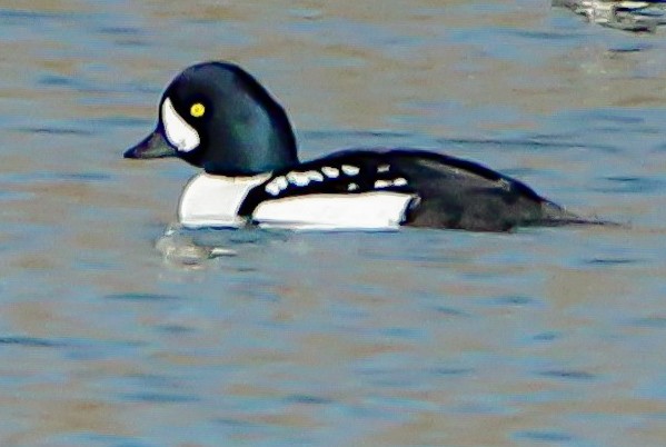 Murgilari islandiarra - ML644676565