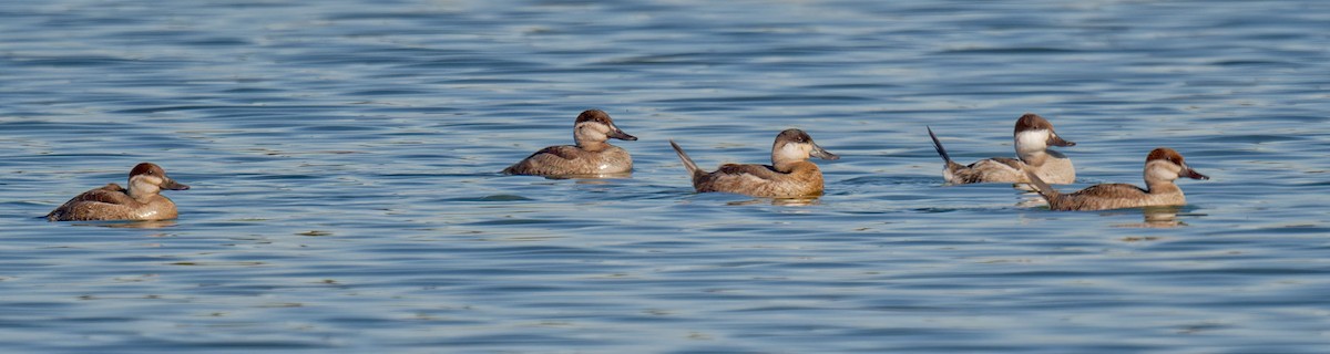 Савка американська - ML644676567