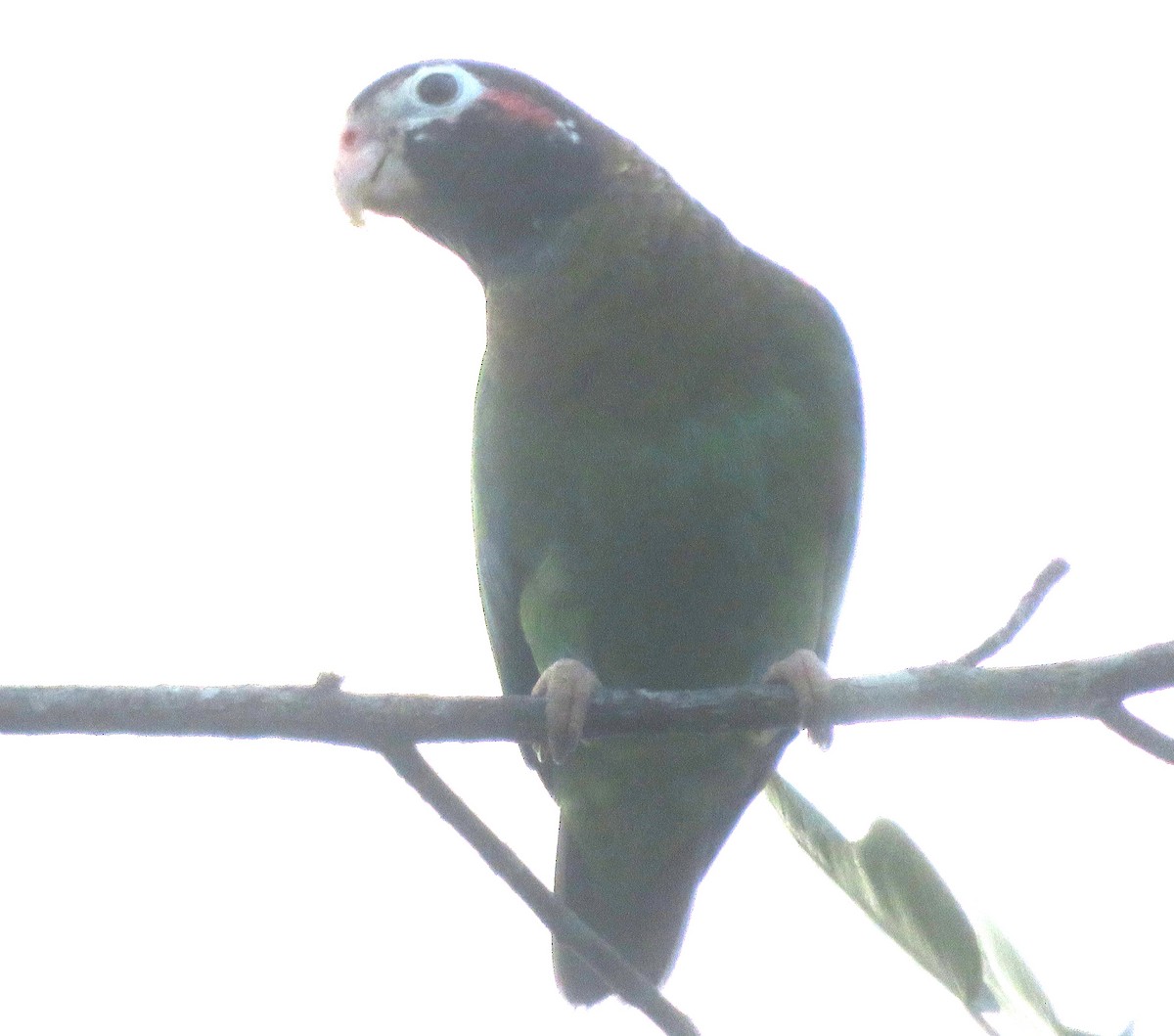 amazónek hnědohlavý - ML644676570