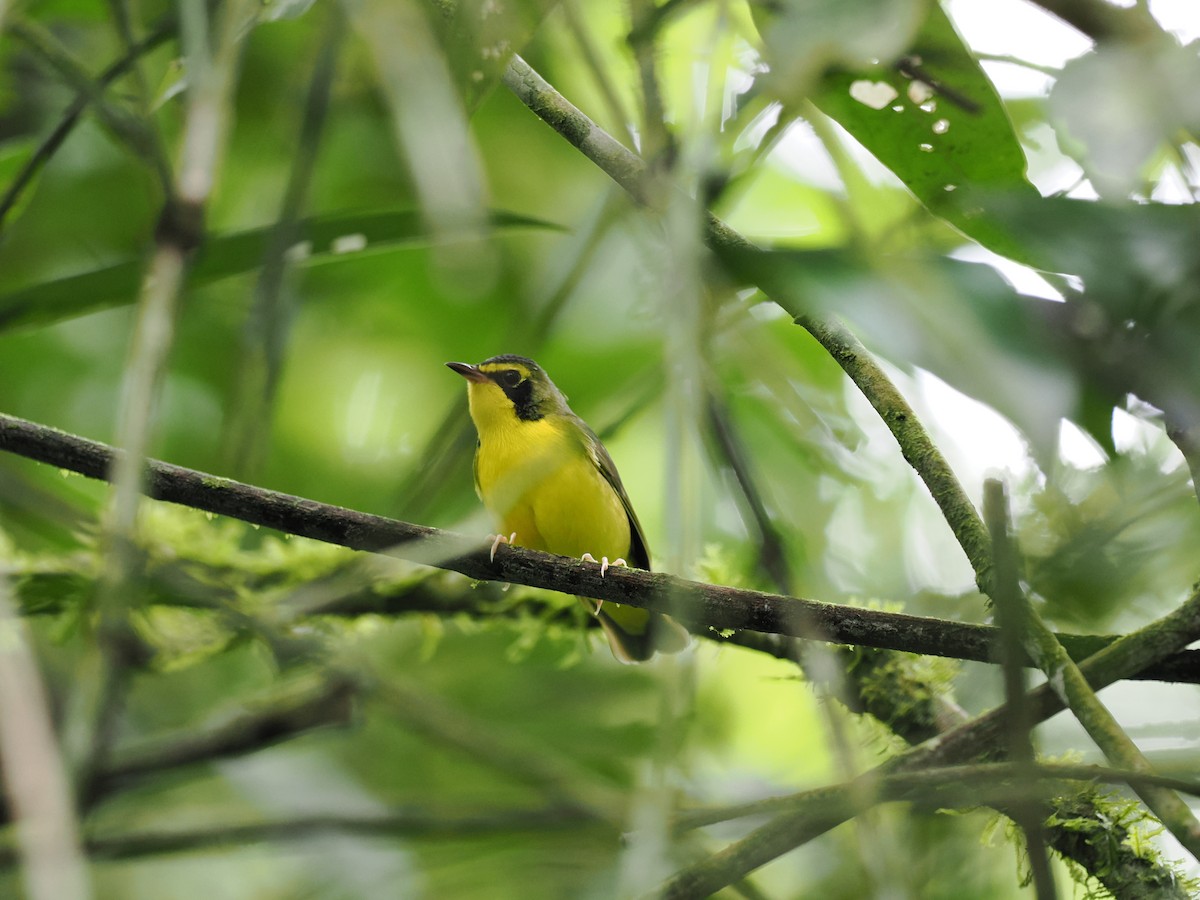 Kentucky Warbler - ML644676571