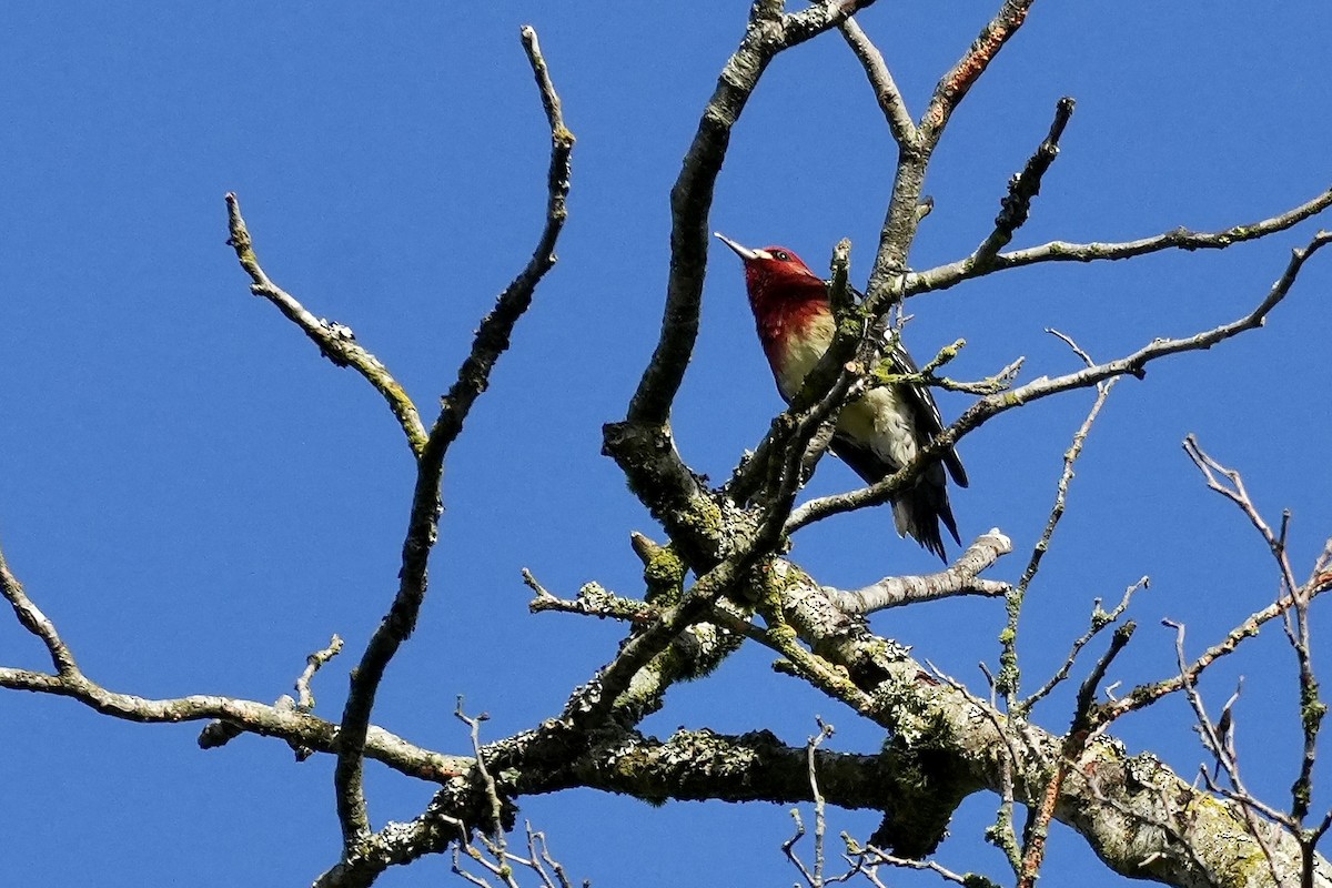 Red-breasted Sapsucker - ML644676595