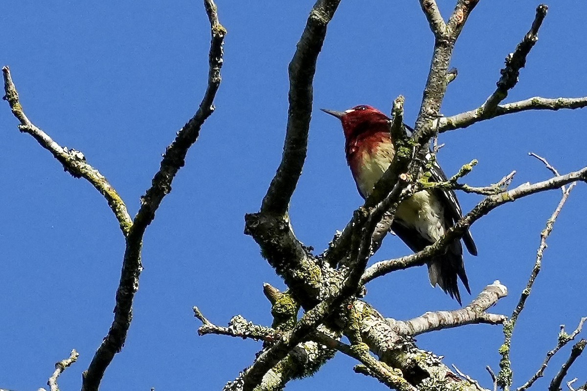 Red-breasted Sapsucker - ML644676598