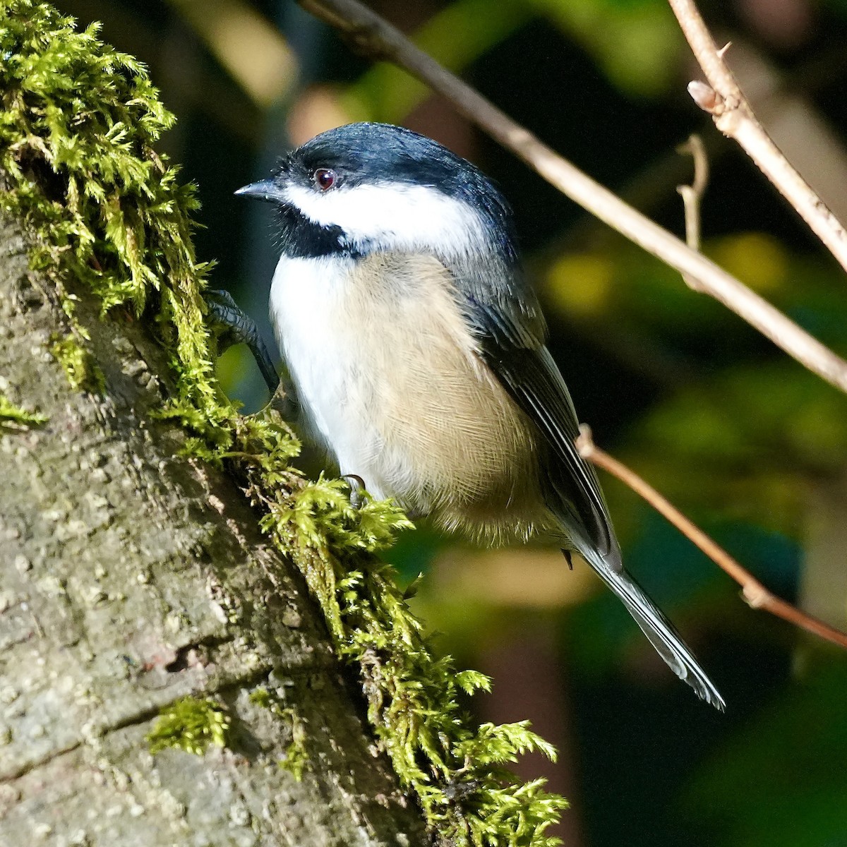 Black-capped Chickadee - ML644676600