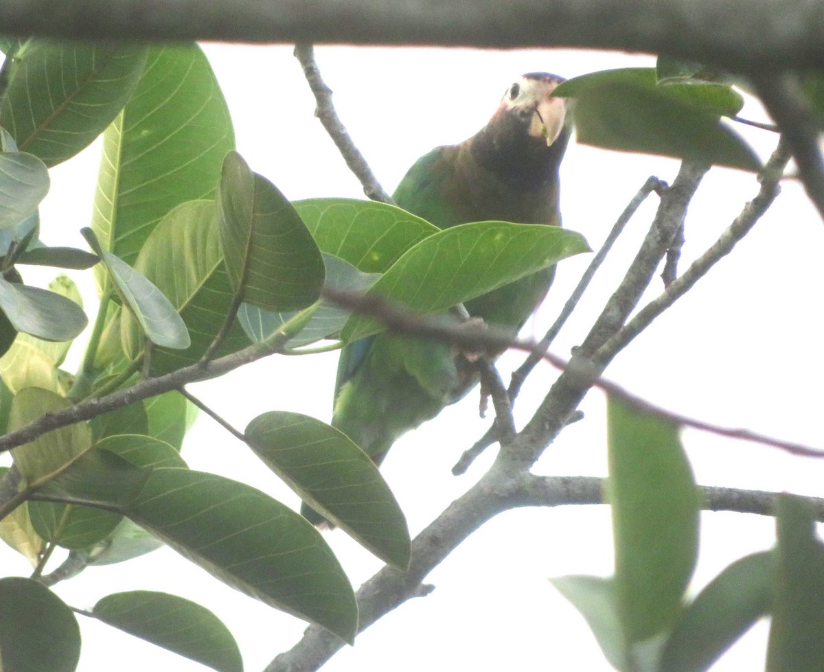 amazónek hnědohlavý - ML644676601