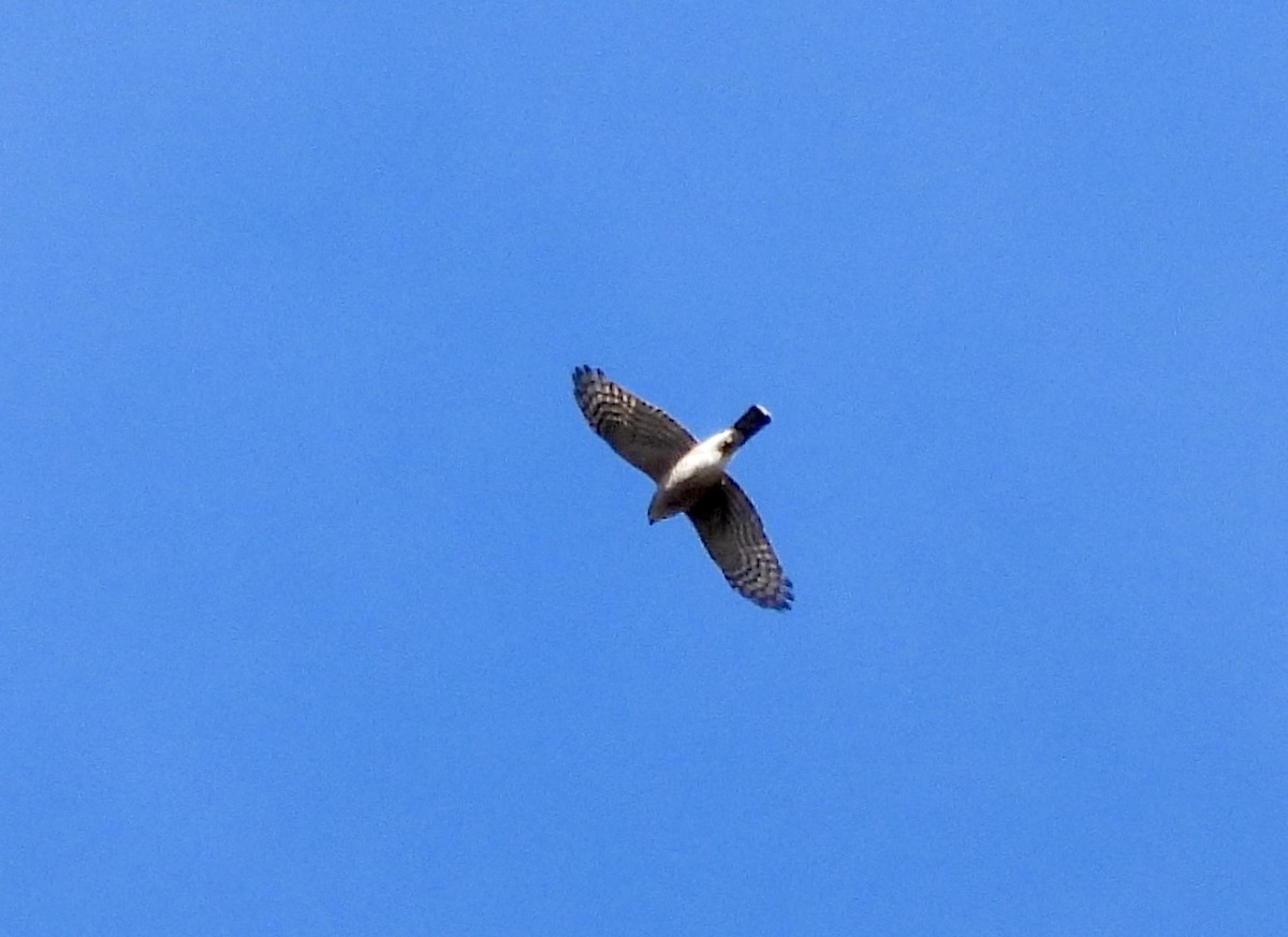 Sharp-shinned Hawk - ML644676606