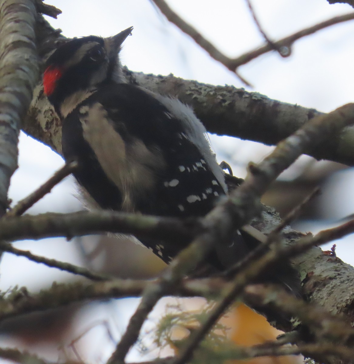 Downy Woodpecker - ML644676610