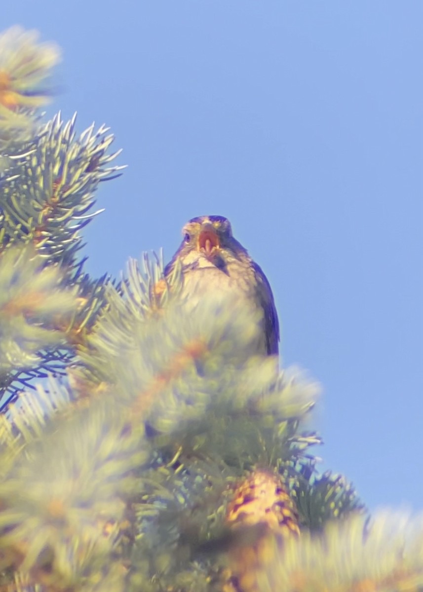 ノドジロシトド - ML644676611