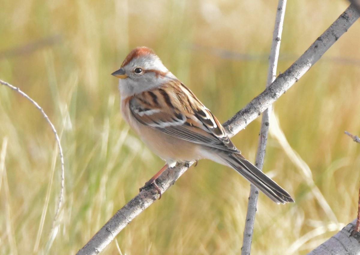 American Tree Sparrow - ML644676612