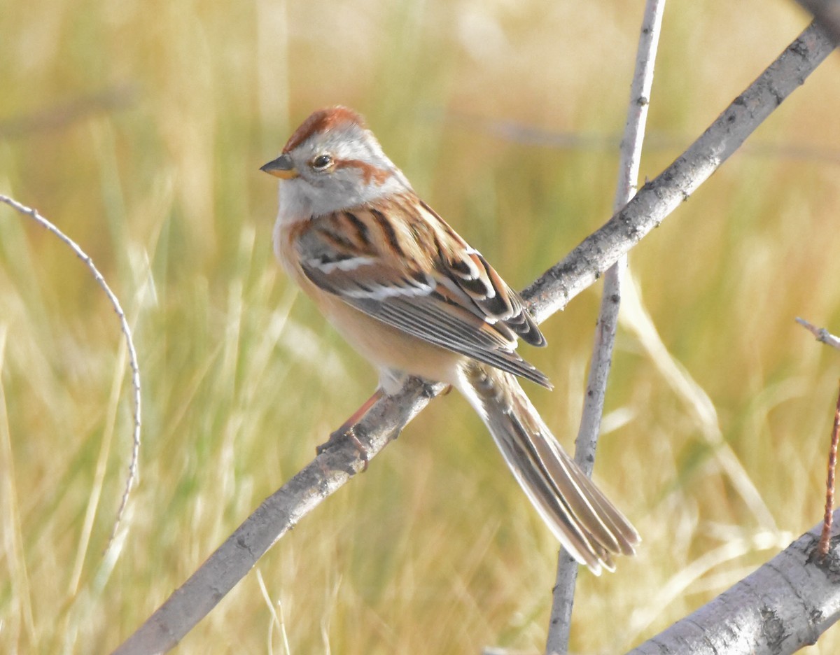 American Tree Sparrow - ML644676614