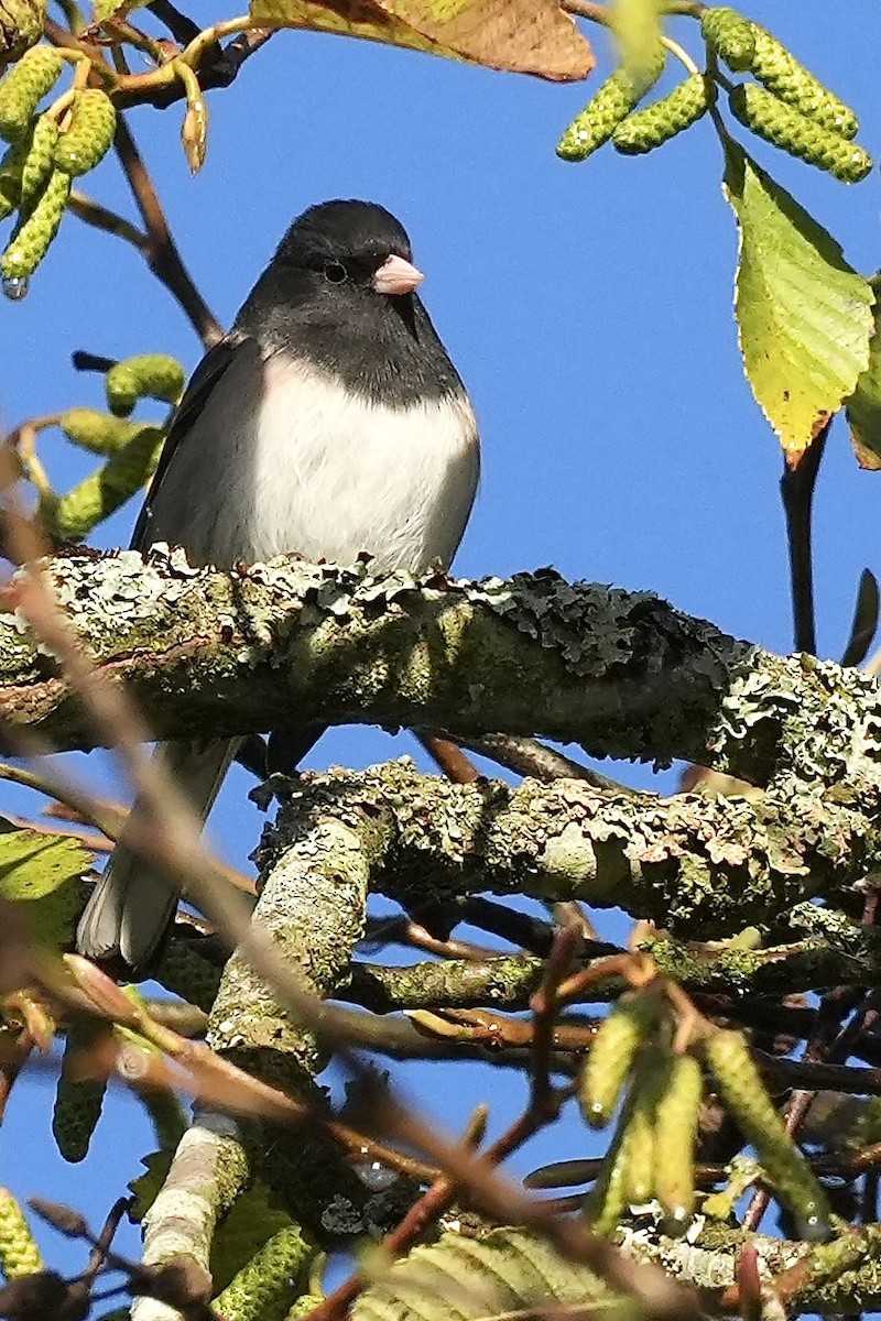 Dark-eyed Junco - ML644676617